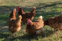 79a06e28-f383-44b2-91ea-31d76e029bf7